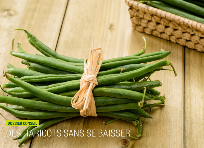 Des haricots sans se baisser