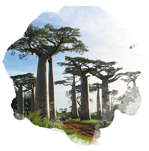 Les Baobabs de Madagascar