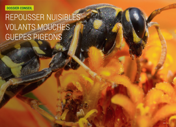 Repousser les nuisibles volants : mouches, guêpes et pigeons