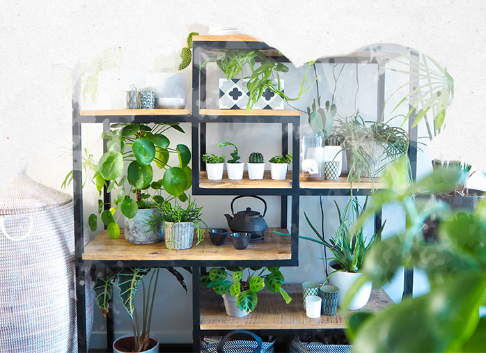 Comment créer un jardin d'intérieur chez soi ?