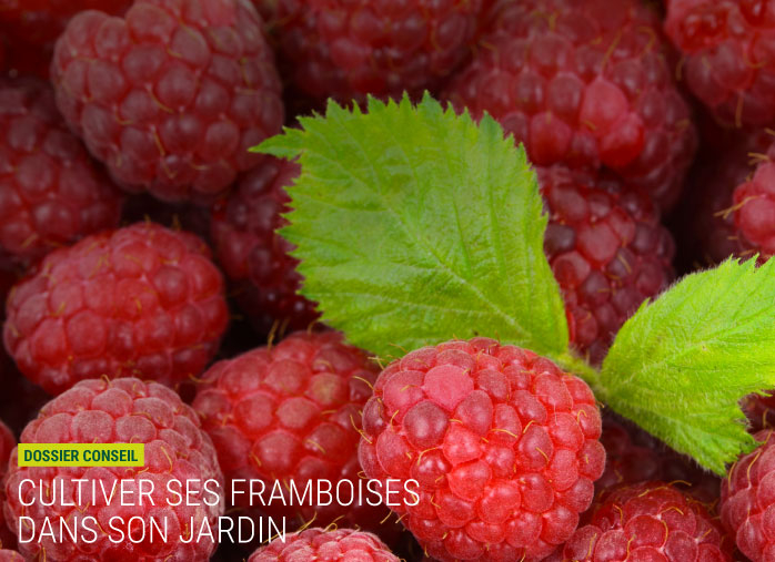 Cultiver ses framboises dans son jardin
