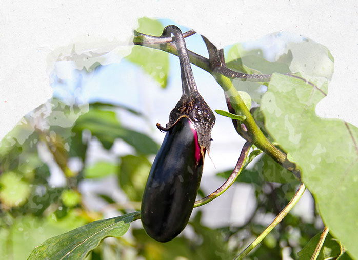 Réussir la culture de l’aubergine : des semis à la récolte