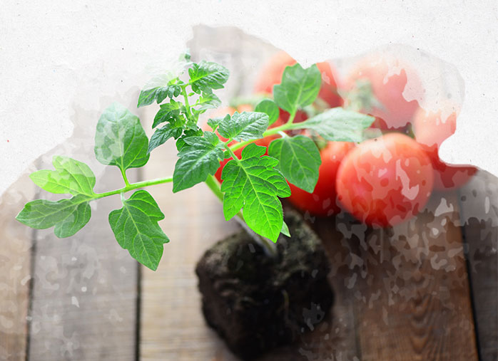 Réussir son semis de tomates