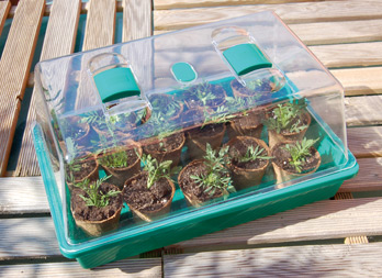 rapid grow mini serre pour semis nortene rapid grow mini serre pour semis nortene