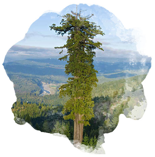 Hyperion l'arbre le plus haut du monde