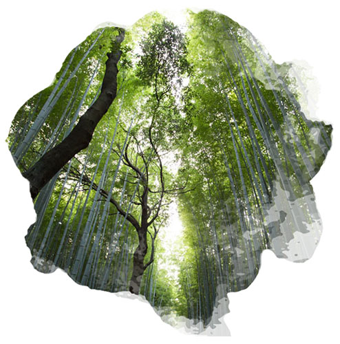 La journée mondiale des forêts le 21 mars