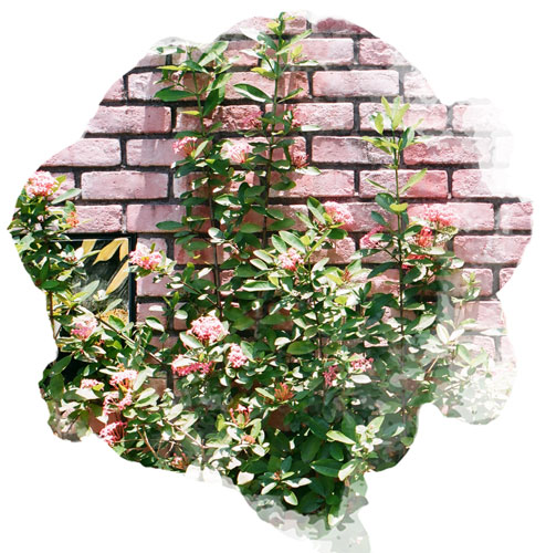 mur exterieur plante grimpante