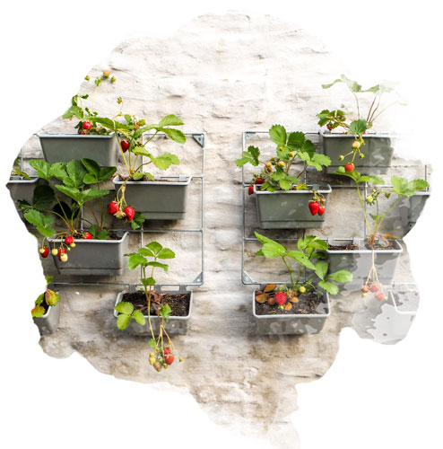 embellir son jardin avec un mur vegetal