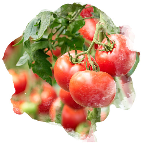 Plant de tomate dans un potager