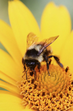 Pourquoi accueillir des abeilles dans votre jardin ?