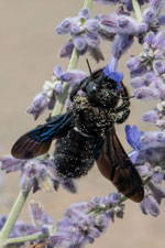 Pourquoi et comment attirer les abeilles sauvages au jardin