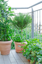 Des arbres fruitiers au balcon : c'est possible