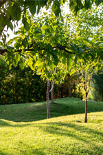 Sélection d’arbres à croissance rapide pour un beau jardin  