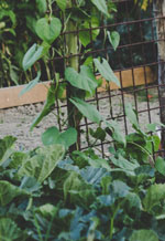 Guide de l’association de légumes en permaculture