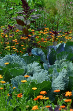 Comment associer les plantes au potager ?