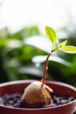 Faire pousser un avocatier à partir d’un noyau