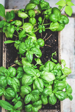 5 conseils pour votre potager en permaculture sur le balcon