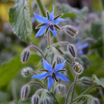 La cuisine au jardin : les fleurs comestibles