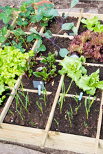 Jardin urbain : que planter dans un carré potager ? 