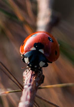 Insectes du jardin : lesquels sont utiles et comment les accueillir ?