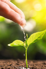 Eco-jardinage : 5 astuces pour un jardin éco-responsable