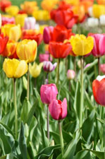 Les festivals de tulipes à travers le monde