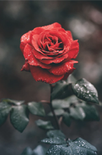 Des fleurs au jardin pour la Saint-Valentin