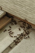 Anti-fourmis naturels : éloigner les fourmis de votre maison 