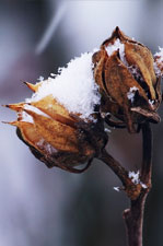 Que faire dans son jardin en février ?