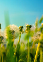 Comment vous débarrasser des mauvaises herbes dans votre gazon