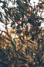 Mettre en valeur un olivier au jardin 