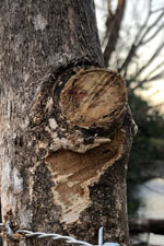 Cicatriser un arbre naturellement et nettoyer le tronc d'arbre fruitier