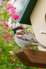 Les 8 oiseaux les plus communs dans nos jardins de France