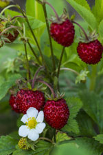 En avril : paillez les fraisiers et framboisiers 