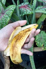Les utilisations de la peau de banane au jardin : ça marche vraiment ?