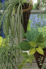 Décoration : 10 plantes vertes d’intérieur utiles et faciles d’entretien