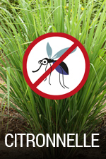 Insecticides naturels : les plantes à connaître pour chasser moustiques et guêpes