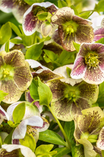 Les 7 plantes toxiques les plus communes au jardin