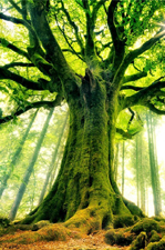 Les 10 plus beaux arbres du monde