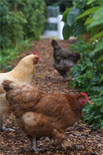 Comment élever des poules dans son jardin 