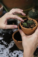 Que faire dans son jardin en mars ?