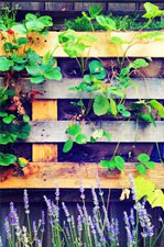 5 astuces pour réutiliser ses palettes au jardin