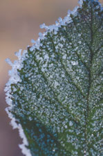 Tout savoir sur les Saints de Glace