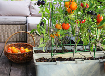 Un potager sur votre terrasse