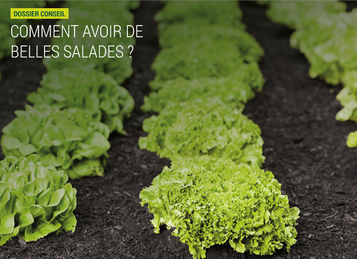 Comment avoir de belles salades ?