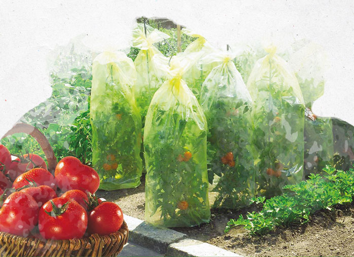 Voile de protection durable pour plants de tomates