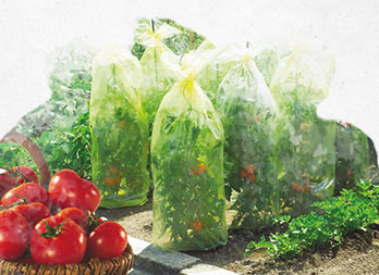 Tomates : culture, plantation et protection