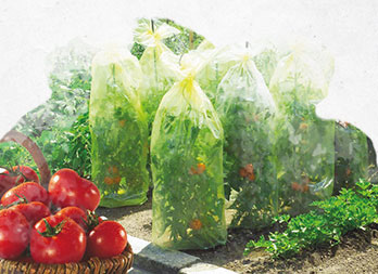 Windhager Housse de Protection pour Tomates SUPERGROW - Bloomling