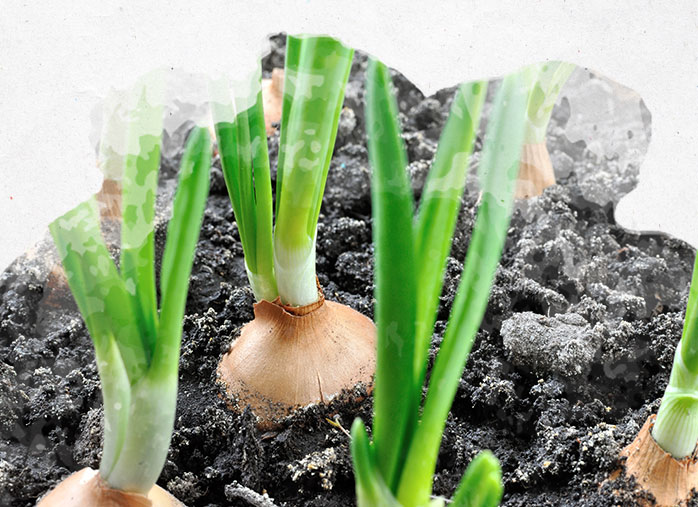 Bulbes d'Oignon de Mulhouse à planter