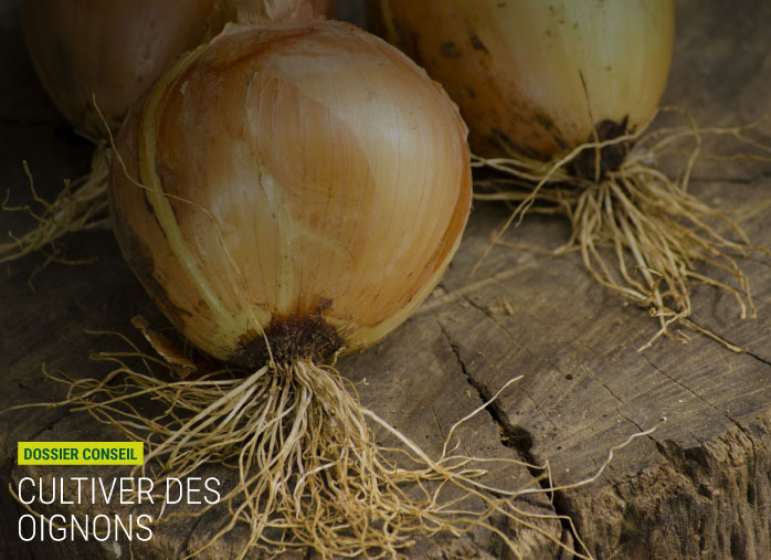 Comment cultiver des oignons ?
